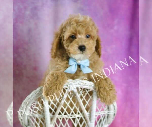 Medium Photo #6 Poodle (Toy) Puppy For Sale in WARSAW, IN, USA