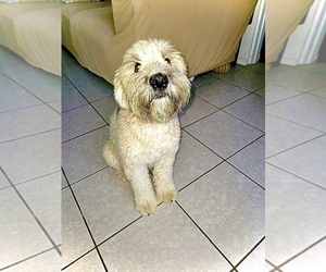 Mother of the Soft Coated Wheaten Terrier puppies born on 05/04/2023