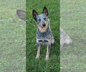 Father of the Australian Cattle Dog puppies born on 08/07/2019