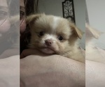 Small Photo #8 Pomeranian Puppy For Sale in WILMINGTON, NC, USA