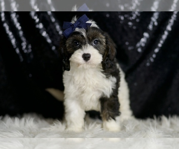 Medium Photo #50 Cavapoo Puppy For Sale in WARSAW, IN, USA