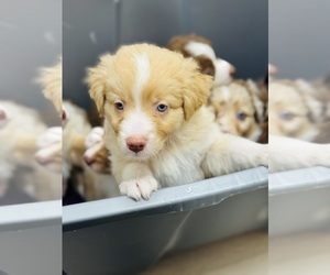 Medium Australian Shepherd