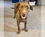 Small Photo #2 Labrador Retriever-Unknown Mix Puppy For Sale in New Oxford , PA, USA