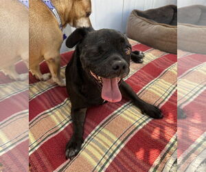 One eyed Oreo - Male Pug-Unknown Mix Dog for Adoption - Photo #4
