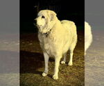 Small #8 Great Pyrenees