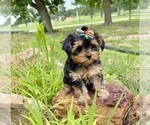 Small #2 Morkie