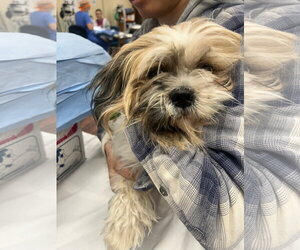Shih Tzu-Unknown Mix Dogs for adoption in Grafton, WI, USA