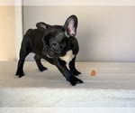 Puppy 2 French Bulldog