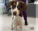 Small #1 Beagle Mix