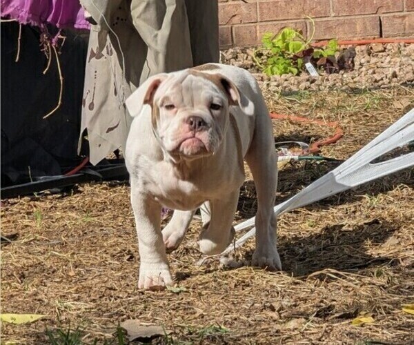 Medium Photo #5 Olde English Bulldogge Puppy For Sale in AUSTIN, TX, USA