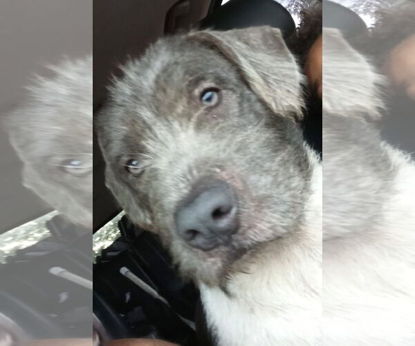 Medium Photo #9 American Bulldog-Unknown Mix Puppy For Sale in Pensacola, FL, USA