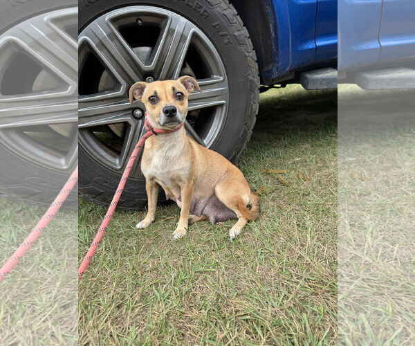 Medium Photo #2 Chihuahua-Unknown Mix Puppy For Sale in Tarrytown, GA, USA