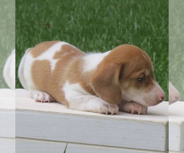 Medium Photo #3 Dachshund Puppy For Sale in MANHEIM, PA, USA