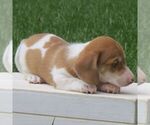 Smores - Male Dachshund Puppy for Sale - Photo #3