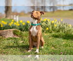 Small #5 American Pit Bull Terrier