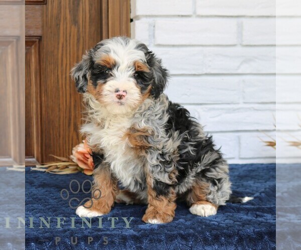 Medium Photo #3 Bernedoodle (Miniature) Puppy For Sale in NARVON, PA, USA