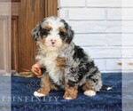 Small #2 Bernedoodle (Miniature)