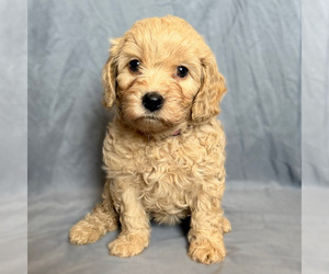 Goldendoodle (Miniature) Puppy for sale in SEVIERVILLE, TN, USA