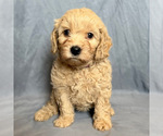 Image preview for Ad Listing. Nickname: Cutie