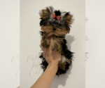 Small Photo #1 Yorkshire Terrier Puppy For Sale in Kyiv, Kyiv City, Ukraine