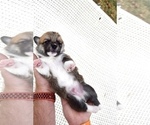 Small Photo #49 Pembroke Welsh Corgi Puppy For Sale in SOULSBYVILLE, CA, USA