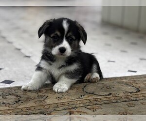 Pembroke Welsh Corgi Puppy for Sale in COBLESKILL, New York USA