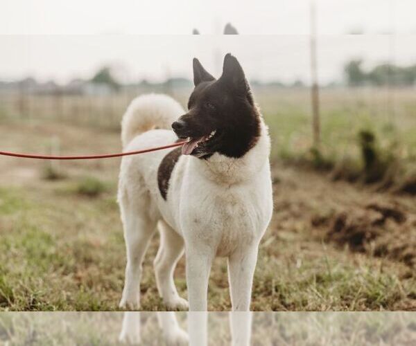 Medium Photo #3 Akita Puppy For Sale in Pottstown, PA, USA