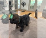 Small #4 Saint Berdoodle