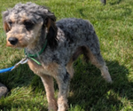 Small Photo #1 Schnoodle (Miniature) Puppy For Sale in GOSHEN, IN, USA