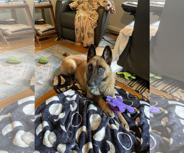 Medium Photo #6 Mutt Puppy For Sale in Stevens Point, WI, USA