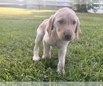 Image preview for Ad Listing. Nickname: Goose