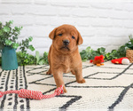 Small #1 Labrador Retriever