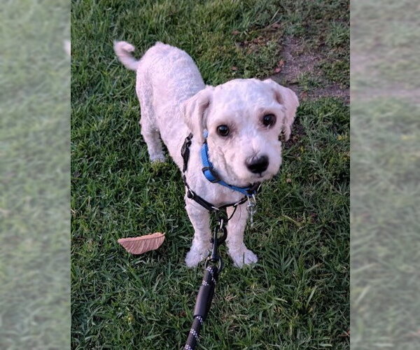 Medium Photo #3 Poodle (Miniature) Puppy For Sale in San Diego, CA, USA