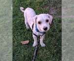 Small #2 Poodle (Miniature)