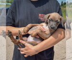 Small #4 Mutt