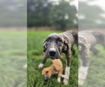 Small #2 Boxer Mix