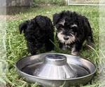Litter of 6 - Male(s) and Female(s) Schnauzer (Miniature)Litter of Puppies for Sale - Photo #8