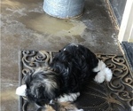 Small Photo #3 Havanese Puppy For Sale in PITTSBURG, IL, USA