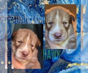 Siberian Husky Puppy for sale in FORT PLAIN, NY, USA