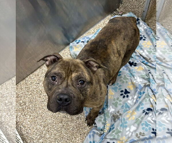 Medium Photo #1 Mutt Puppy For Sale in Martinsburg, WV, USA