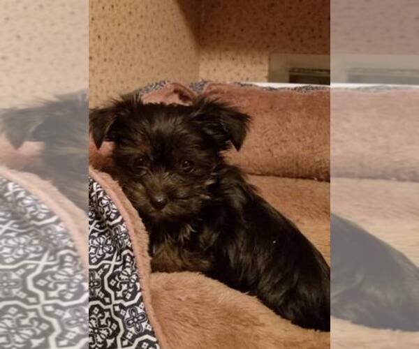 Medium Photo #1 Yorkshire Terrier Puppy For Sale in JACKSON, MS, USA