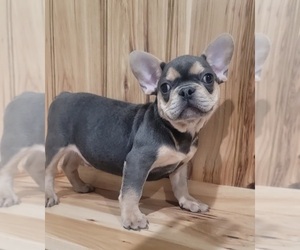 French Bulldog Puppy for Sale in INDIANAPOLIS, Indiana USA