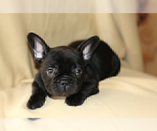 Medium Photo #2 French Bulldog Puppy For Sale in PALM BEACH, FL, USA