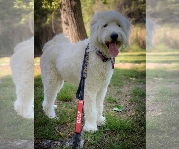 Medium Photo #2 Mutt Puppy For Sale in San Diego, CA, USA