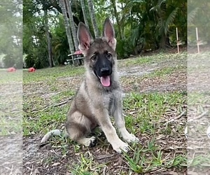 Doberman Pinscher Puppy for sale in RUSKIN, FL, USA