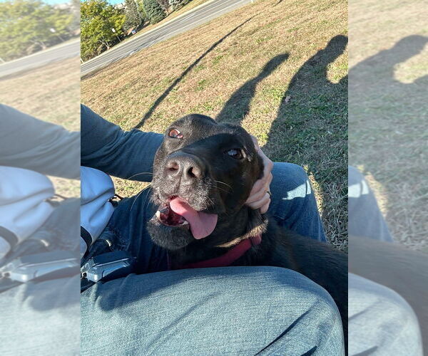 Medium Photo #3 Holland Shepherd Puppy For Sale in Imlay City, MI, USA