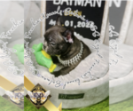 Small Photo #4 French Bulldog Puppy For Sale in ATHENS, GA, USA