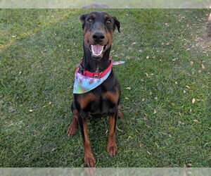 Doberman Pinscher Dogs for adoption in San Clemente, CA, USA