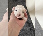 Small Photo #5 Poodle (Toy) Puppy For Sale in WINTER PARK, FL, USA