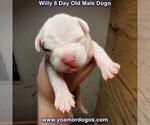 Small Photo #9 Dogo Argentino Puppy For Sale in JANE, MO, USA